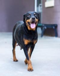Shelter Stray Female Dog last seen , , GA, 3280 Chamblee Dunwoody Rd, Chamblee, GA 30341, USA