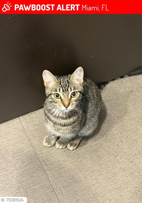 Lost Female Cat last seen hse, Miami, FL 33165
