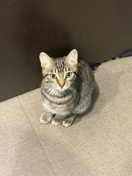 Lost Female Cat last seen hse, Miami, FL 33165