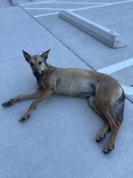 Found/Stray Female Dog last seen TAS Energy Building 5, Missouri City, TX 77489