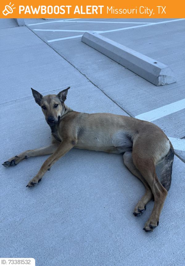 Found/Stray Female Dog last seen TAS Energy Building 5, Missouri City, TX 77489