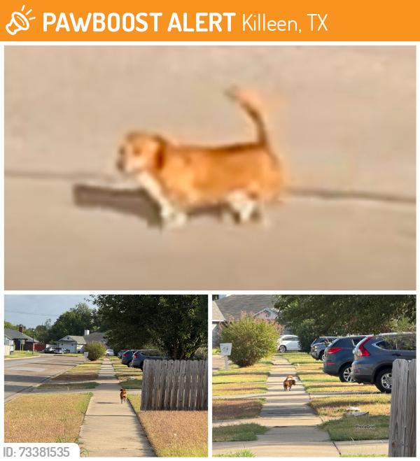Found/Stray Unknown Dog last seen Ledgestone Dr. Killeen TX., Killeen, TX 76549