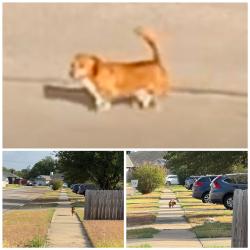 Found/Stray Unknown Dog last seen Ledgestone Dr. Killeen TX., Killeen, TX 76549