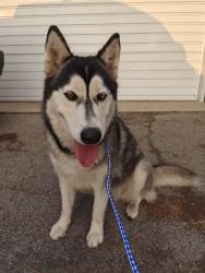 Found/Stray Female Dog last seen San Jose St between Arleta and Woodman, Los Angeles, CA 91345