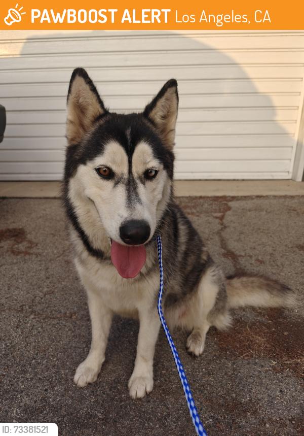 Found/Stray Female Dog last seen San Jose St between Arleta and Woodman, Los Angeles, CA 91345