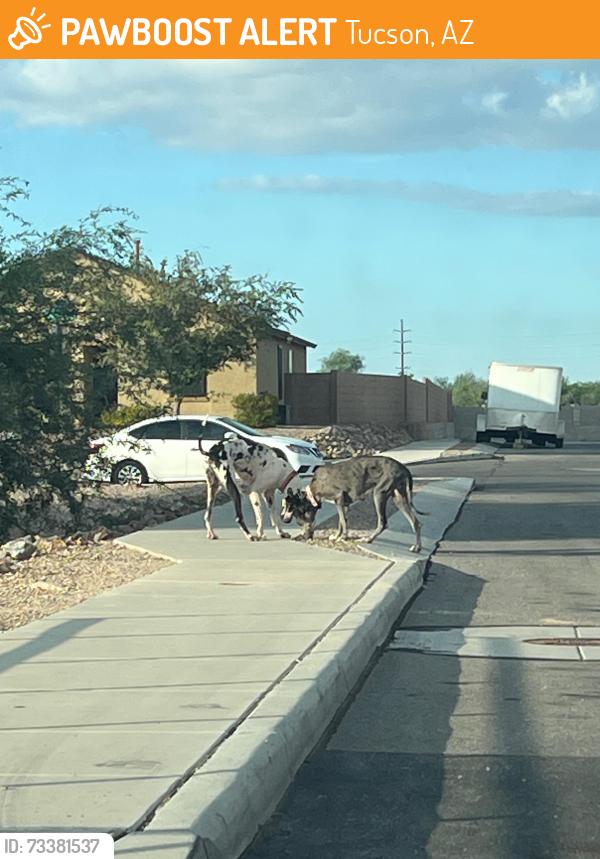 Found/Stray Female Dog last seen S tappen dr and s antrim loop, Tucson, AZ 85706
