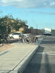 Found/Stray Female Dog last seen S tappen dr and s antrim loop, Tucson, AZ 85706