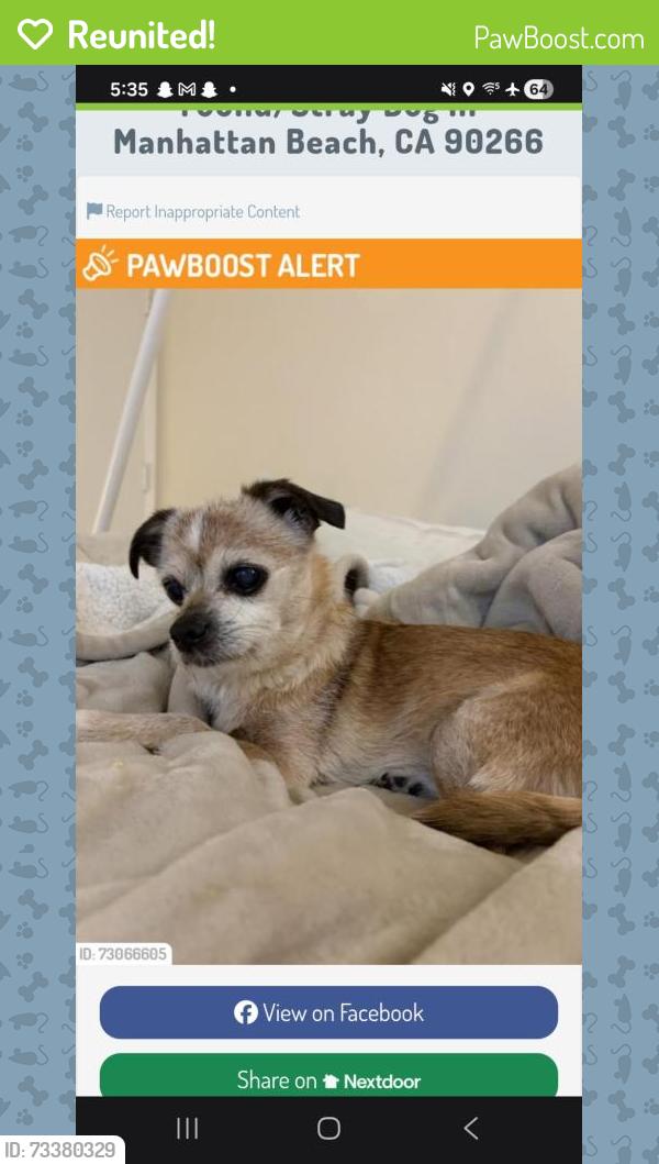 Reunited Male Dog last seen Pacific and 18th street, Manhattan Beach, CA 90266