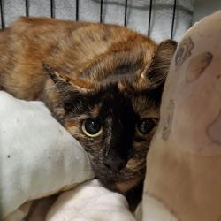 Lost Female Cat last seen Rivers Veterinary Urgent Care, Pittsburgh, PA 15226
