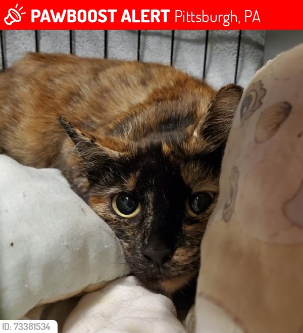 Lost Female Cat last seen Rivers Veterinary Urgent Care, Pittsburgh, PA 15226