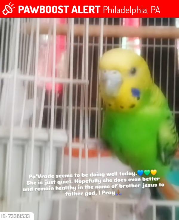 Lost Female Bird last seen Cecil b. Moore, North Philadelphia, Philadelphia, PA 19121
