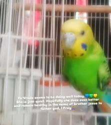 Lost Female Bird last seen Cecil b. Moore, North Philadelphia, Philadelphia, PA 19121