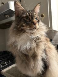 Lost Male Cat last seen Backyard of 63 Essex Ave, Montclair, NJ 07042
