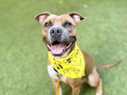 Shelter Stray Male Dog last seen Near Laconia Avenue, BRONX, NY, 10466, 326 E 110th St, New York, NY 10029, USA