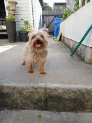 Reunited Male Dog last seen Albany ave and Bloomingdale, Chicago, IL 60647
