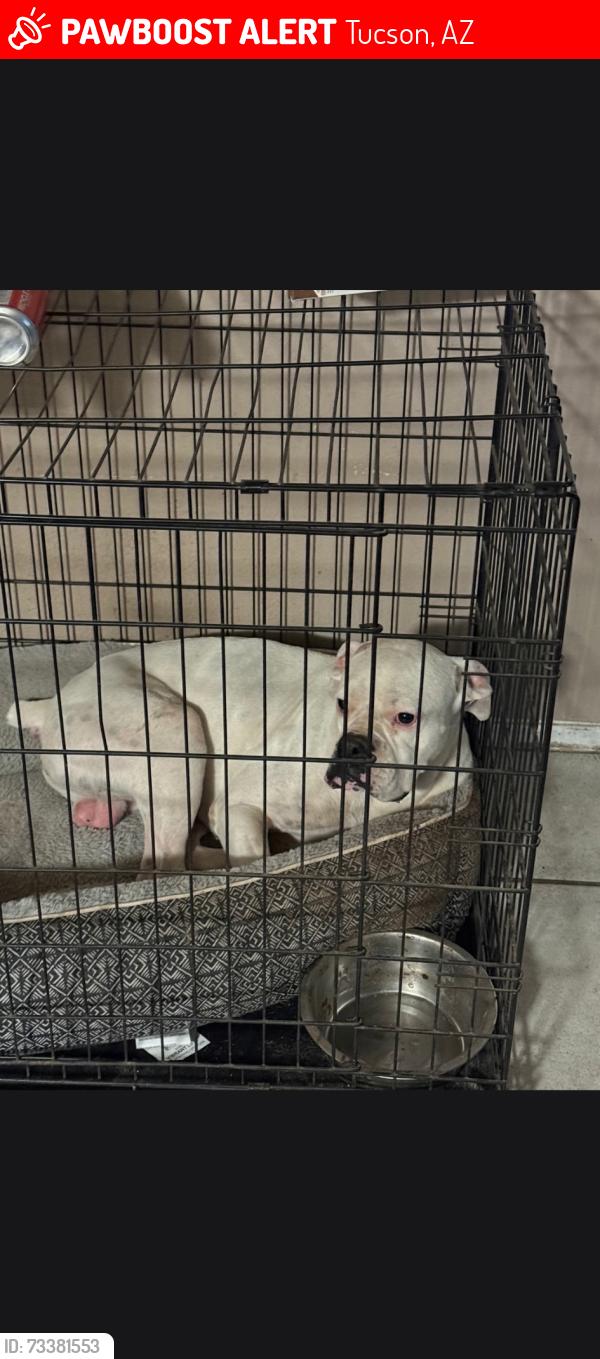 Lost Male Dog last seen 29th and harrison, Tucson, AZ 85748