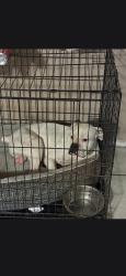Lost Male Dog last seen 29th and harrison, Tucson, AZ 85748