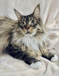 Lost Male Cat last seen Essex and Montclair Avenues, Montclair, NJ 07042