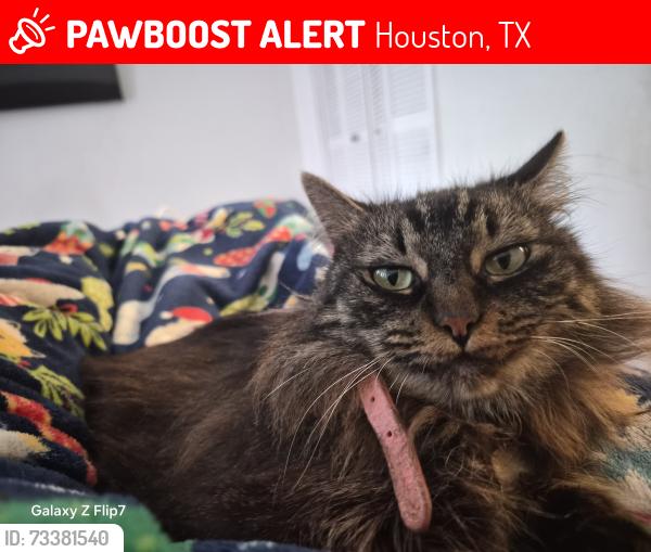 Lost Female Cat last seen Hanes Rd, Houston, TX 77077
