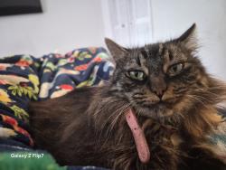 Lost Female Cat last seen Hanes Rd, Houston, TX 77077