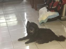 Lost Male Dog last seen Hellman Ave and Del Mar Ave, Rosemead, CA 91770
