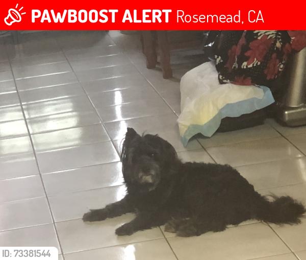 Lost Male Dog last seen Hellman Ave and Del Mar Ave, Rosemead, CA 91770