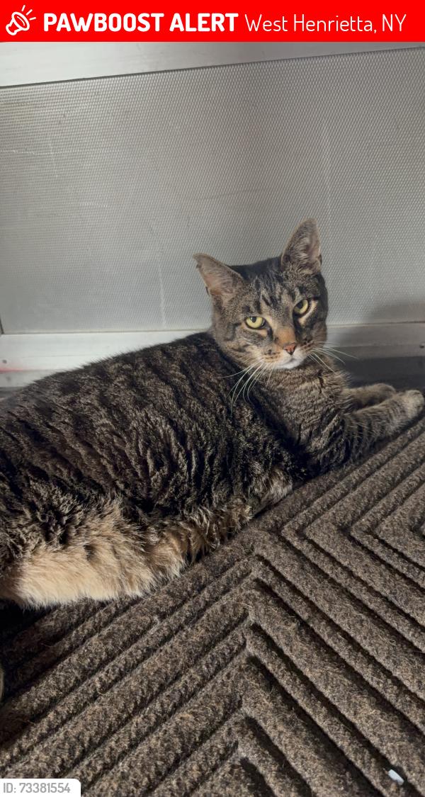 Lost Male Cat last seen The Lodge at RIT, West Henrietta, NY 14586