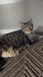 Lost Male Cat last seen The Lodge at RIT, West Henrietta, NY 14586