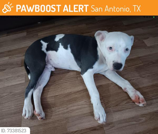 Found/Stray Male Dog last seen Creekside, San Antonio, TX 78259