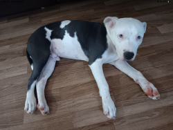 Found/Stray Male Dog last seen Creekside, San Antonio, TX 78259
