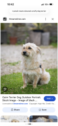 Found/Stray Unknown Dog last seen Florence and Ashland, London, ON N5W 2N2
