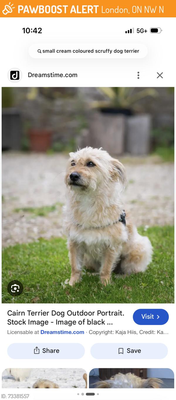 Found/Stray Unknown Dog last seen Florence and Ashland, London, ON N5W 2N2