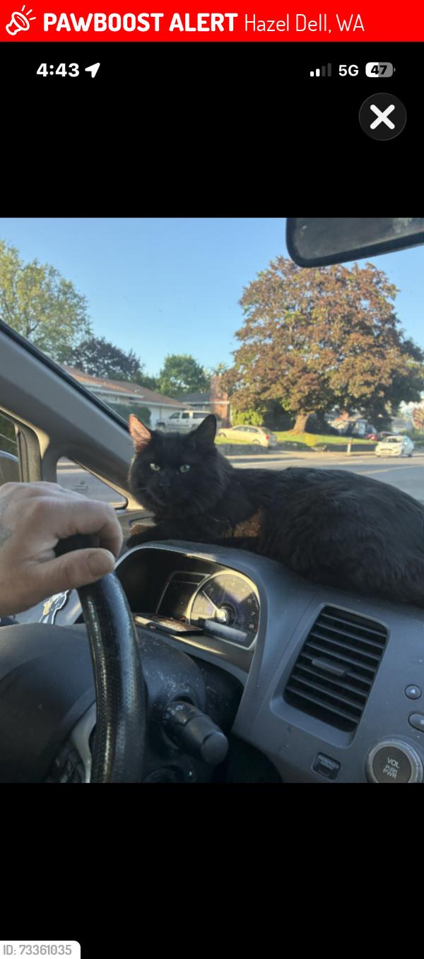 Lost Male Cat last seen 94th Street hwy99, Hazel Dell, WA 98685
