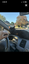 Lost Male Cat last seen 94th Street hwy99, Hazel Dell, WA 98685