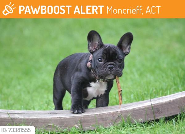 Found/Stray Unknown Dog last seen Running between Bellhouse Crescent and the small park grassy areas, Moncrieff, ACT 2914