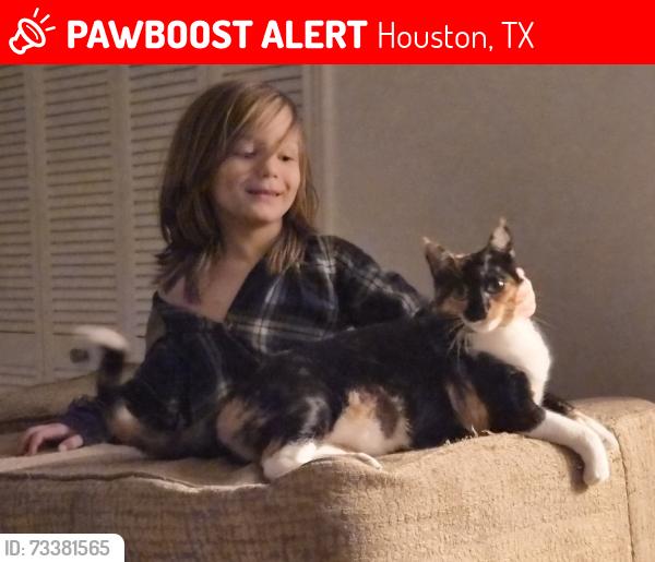 Lost Female Cat last seen Hayes Rd., Houston, TX 77077