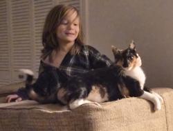 Lost Female Cat last seen Hayes Rd., Houston, TX 77077