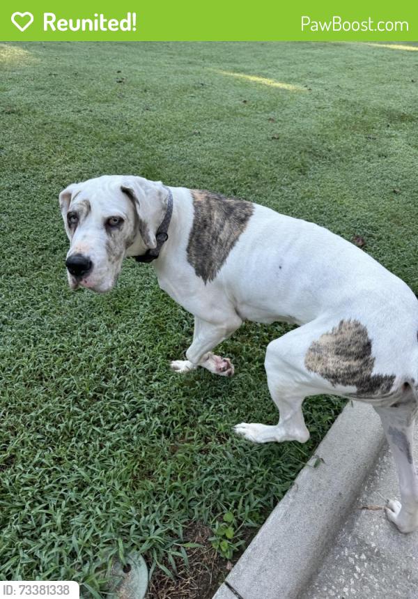 Reunited Female Dog last seen Gastonia municipal airport, Gastonia, NC 28056