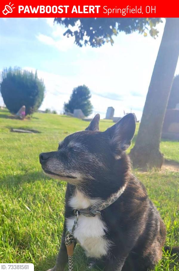 Lost Male Dog last seen Route 4, Springfield, OH 45502