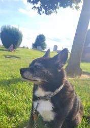 Lost Male Dog last seen Route 4, Springfield, OH 45502