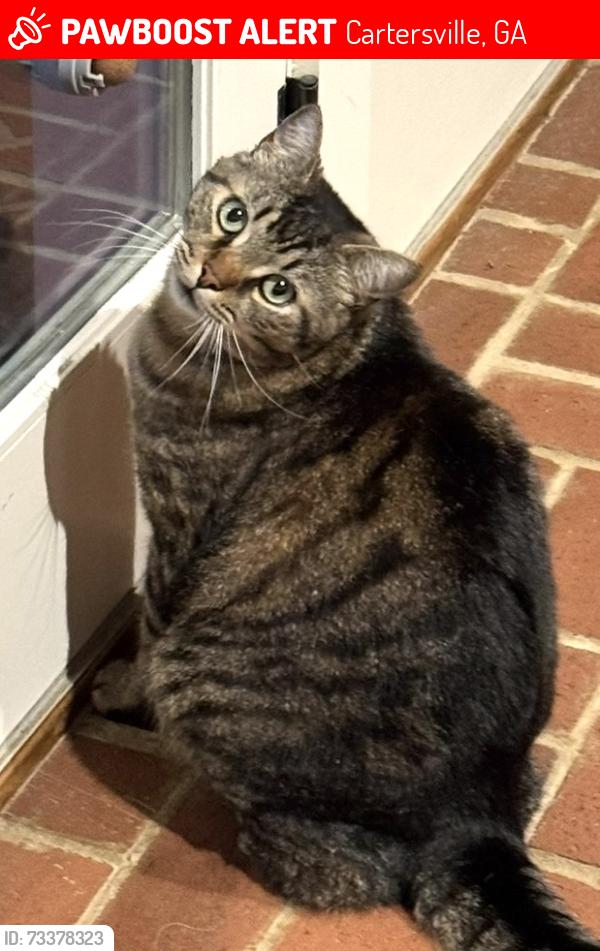 Lost Male Cat last seen Poplar Street and Attaway Drive, Cartersville, GA 30120