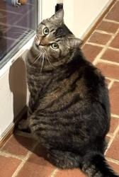 Lost Male Cat last seen Poplar Street and Attaway Drive, Cartersville, GA 30120