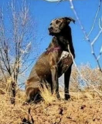 Lost Male Dog last seen Lilac Rd at Rio Grand blvd, Albuquerque, NM 87104