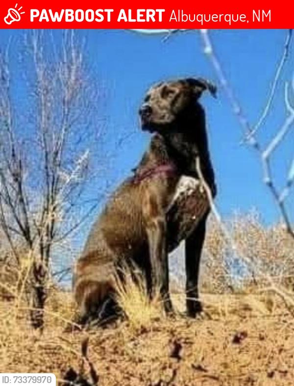 Lost Male Dog last seen Lilac Rd at Rio Grand blvd, Albuquerque, NM 87104