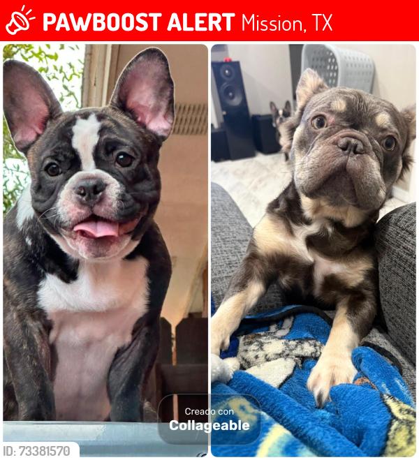 Lost Female Dog last seen Holland & First mission, Mission, TX 78572