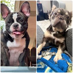 Lost Female Dog last seen Holland & First mission, Mission, TX 78572