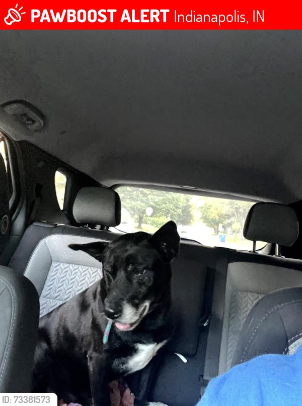Lost Male Dog last seen 42nd and Emerson, Indianapolis, IN 46226