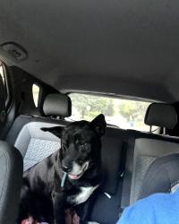 Lost Male Dog last seen 42nd and Emerson, Indianapolis, IN 46226