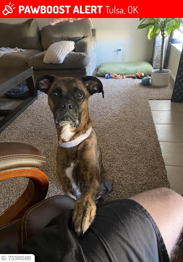 Lost Female Dog last seen Mansions at Riverside apmts, Tulsa, OK 74137