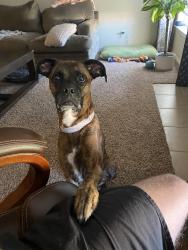 Lost Female Dog last seen Mansions at Riverside apmts, Tulsa, OK 74137